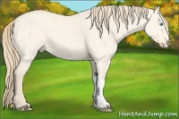 Horse Color:Perlino Roan Dun 