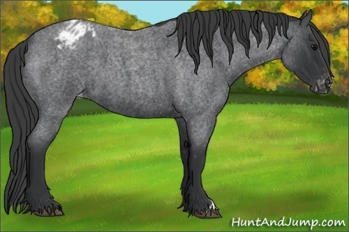 Horse Color:Blue Roan Appaloosa