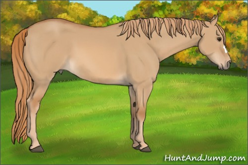 Horse Color:Red Dun