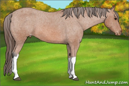 Horse Color:Bay Appaloosa 