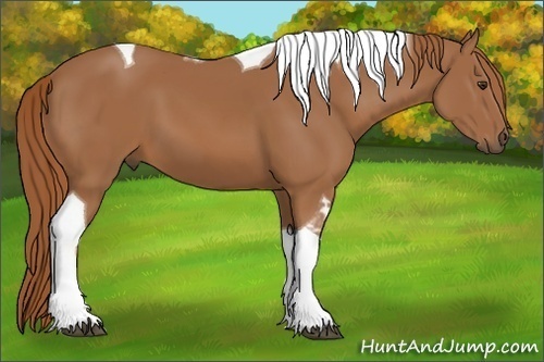Horse Color:Chestnut Tobiano