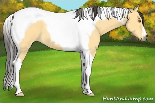 Horse Color:Buckskin Dun Tobiano 