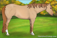 Horse Color:Red Dun 
