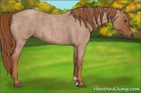 Horse Color:Red Roan 