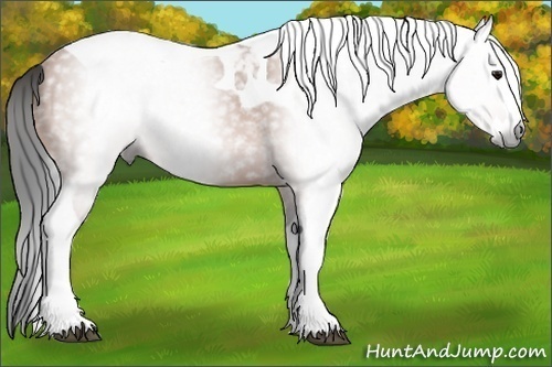 Horse Color:Gray Bay Splash Tobiano 