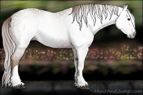 Horse Color:Gray Chestnut Splash Tobiano 