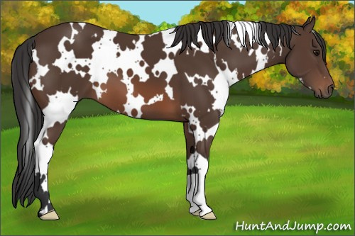 Horse Color: White Spotted Brown 