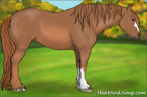 Horse Color: Chestnut 