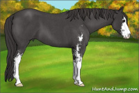 Horse Color:Smoky Blue Roan Sabino