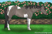 Horse Color:Grullo Tobiano 