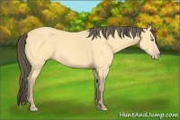 Horse Color:Amber Cream Champagne 