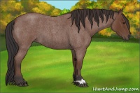 Horse Color:Bay Roan 