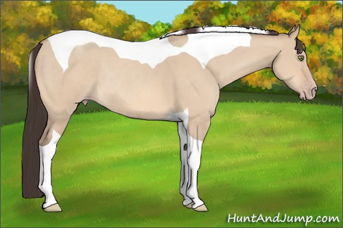Horse Color: Amber Champagne Dun Tobiano Rabicano 