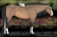 Horse Color:Bay Dun Splash 