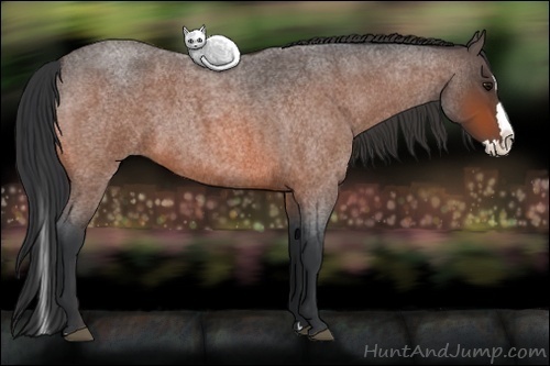 Horse Color: Bay Roan Splash 