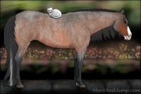 Horse Color:Bay Roan Splash 