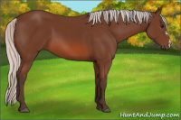 Horse Color:Silver Bay 
