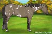 Horse Color:White Spotted Smoky Grullo