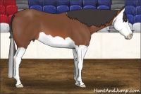 Horse Color:Bay Splash 