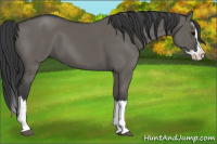 Horse Color:Grullo Splash 