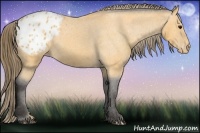 Horse Color:Buckskin Blanket 