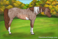 Horse Color:Red Roan Tobiano 