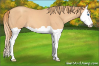Horse Color:Gold Champagne Splash 