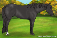 Horse Color:Smoky Black 