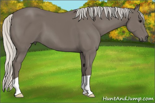 Horse Color: Silver Smoky Black 