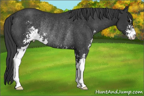 Horse Color: Brown Sabino Rabicano 