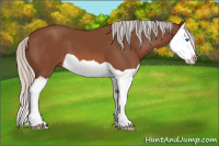 Horse Color:Silver Bay Splash 