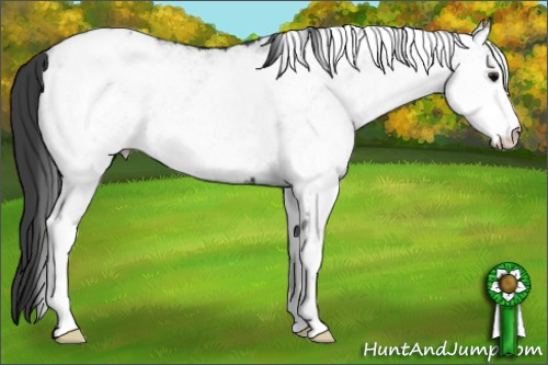 Horse Color: White Spotted Black Blanket 