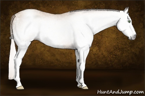 Horse Color:Gray White Spotted Silver Sable Cream Champagne