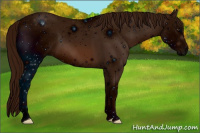 Horse Color:ERROR: UNKNOWN ANOMALY
