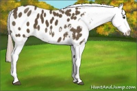 Horse Color:Chocolate Palomino Appaloosa 