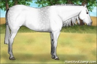 Horse Color:Gray Black 