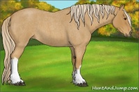 Horse Color:Palomino Roan 