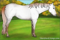 Horse Color:Gray Chestnut 