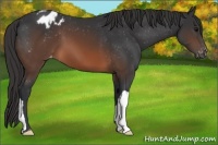 Horse Color:Brown Appaloosa 