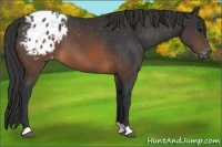 Horse Color:Brown Appaloosa 