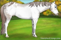 Horse Color:Brown Dun Sabino Splash Frame Blanket Rabicano 