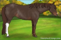 Horse Color:Liver Chestnut Rabicano 