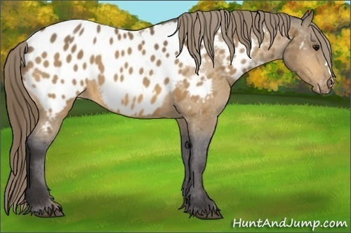 Horse Color: Buckskin Near Leopard 