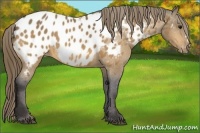 Horse Color:Buckskin Near Leopard 