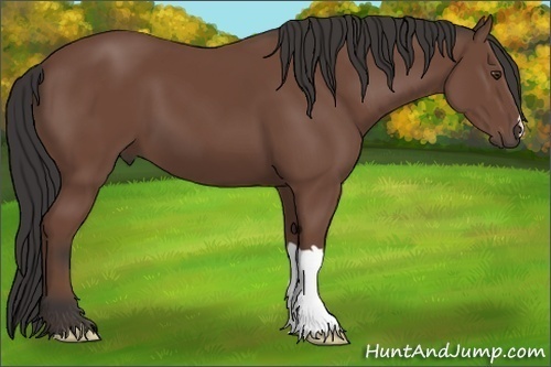 Horse Color: Bay 