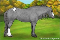 Horse Color:Black Appaloosa Rabicano 