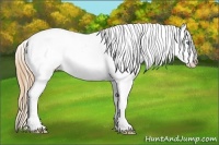 Horse Color:White Spotted Smoky Black Pearl Blanket Rabicano 