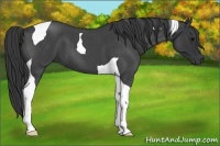 Horse Color:Blue Roan Tobiano