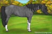 Horse Color:Blue Roan Tobiano