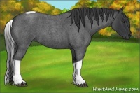 Horse Color:Blue Roan Tobiano